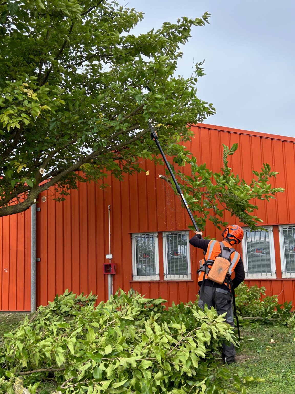 homme qui taille un arbre