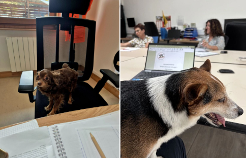 journée du chien au travail
